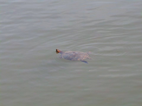 Turtle Pond by Jay Amin Turtle Pond